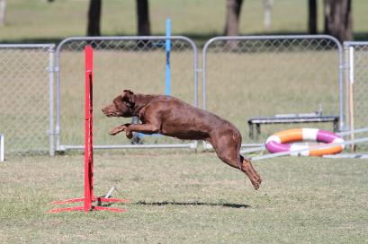 Pitbull agility course sale